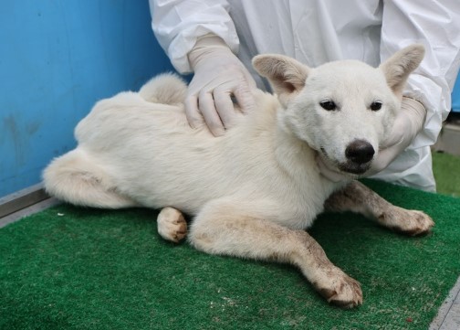 제주 동물보호센터_450650202502819